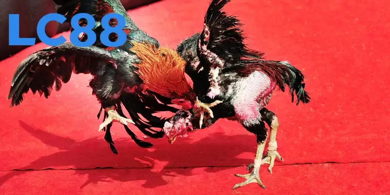 Tìm hiểu đôi nét về chọi kê cựa dao